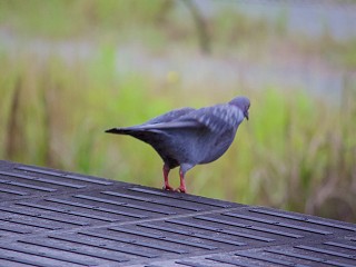 Pigeon precipice