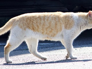 Cat spotting - Orange and White Squinty