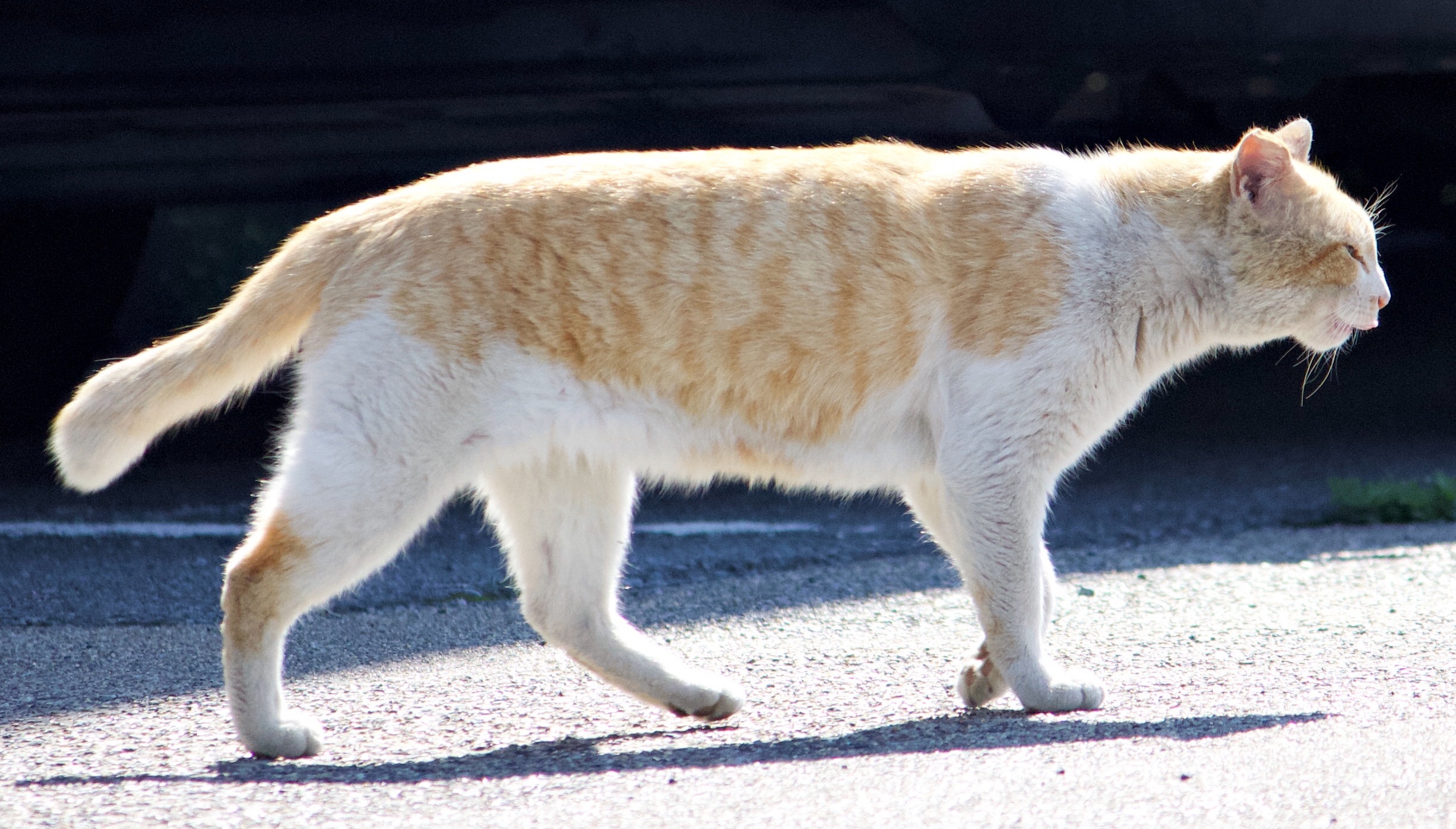 Cat spotting - Orange and White Squinty